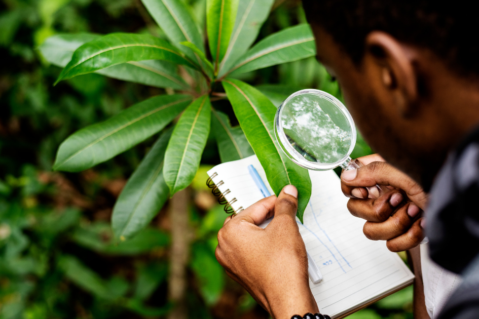 Studii de mediu și conformare DNSH obligatorii pentru energie verde