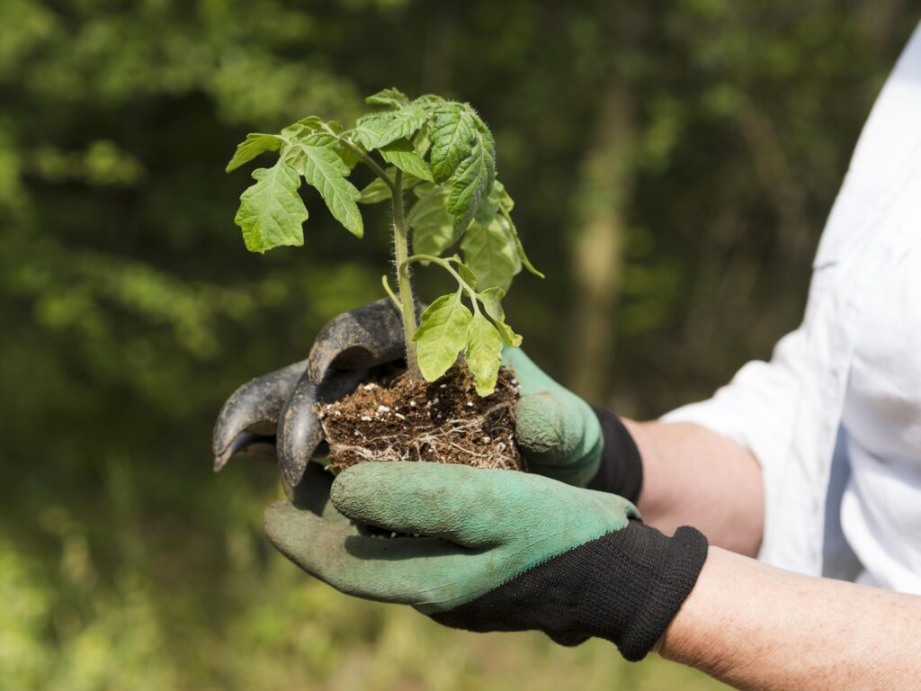 DR 12 și pomicultura: înființare, reconversie și modernizare
